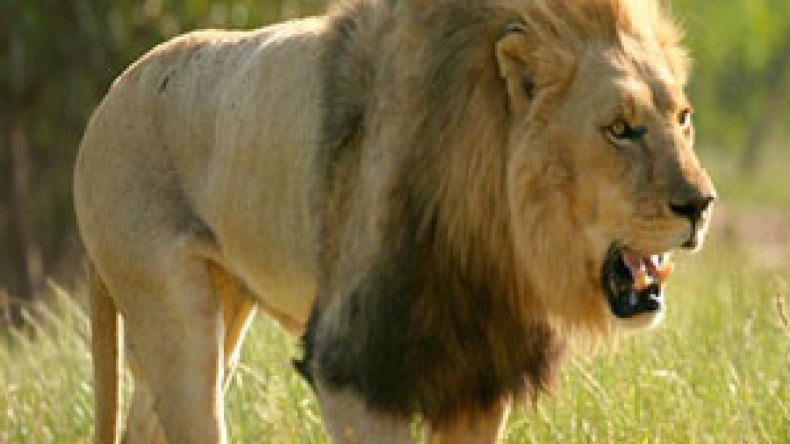 فرار أسد من شاحنة بالميلية يخلف ذعرا وسط السكان