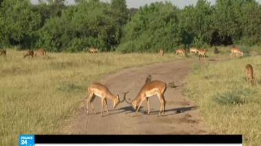 ما هي الأسباب وراء الانقراض المتسارع للحيوانات عن وجه الأرض؟