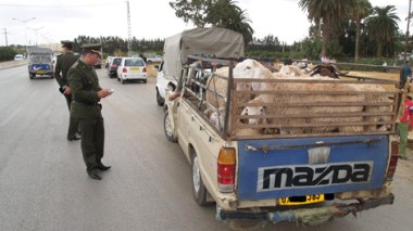 Sétif: saisie d’un camion chargé de bétail volé