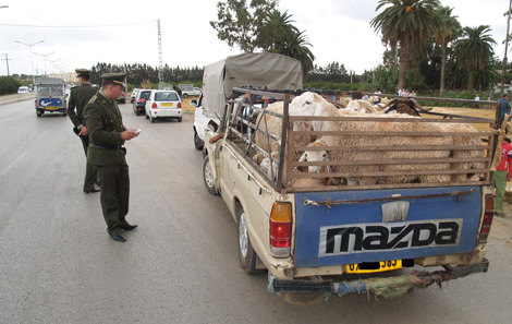 Sétif: saisie d’un camion chargé de bétail volé