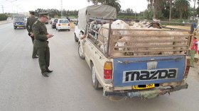 لا نقل للأضاحي إلا بسجّل خاص.. وإلزام الموّالين بتراخيص المراقبة