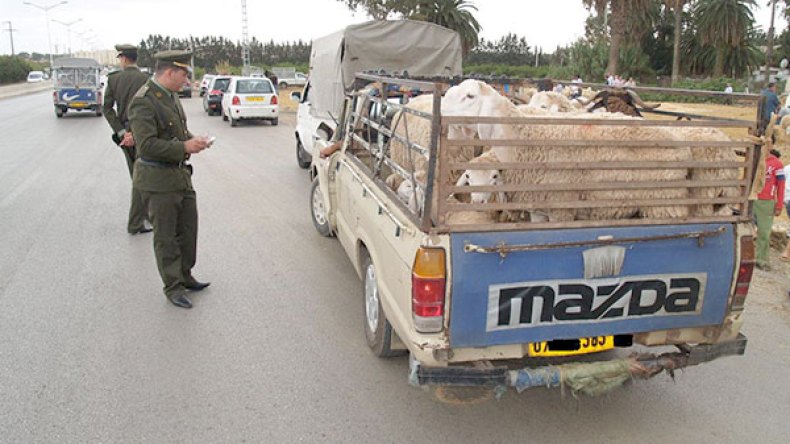 لا نقل للأضاحي إلا بسجّل خاص.. وإلزام الموّالين بتراخيص المراقبة