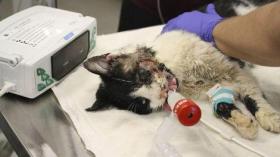 قط “زومبي” يخرج من قبره بعد خمسة أيام على دفنه