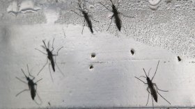 فيروس”زيكا”.. رعب من لدغة بعوضة يجتاح العالم