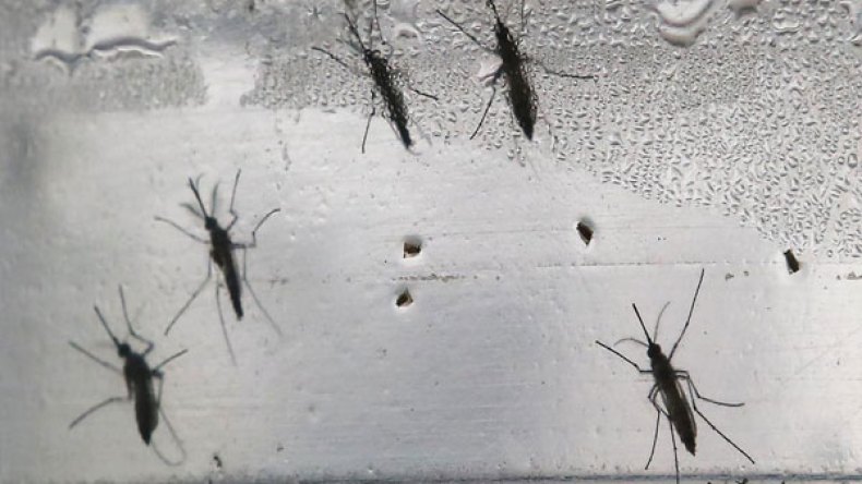 فيروس”زيكا”.. رعب من لدغة بعوضة يجتاح العالم