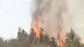 خبراء يحذّرون من زوال ثروة النخيل في مناطق الصحراء