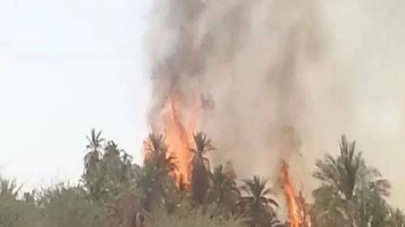 خبراء يحذّرون من زوال ثروة النخيل في مناطق الصحراء