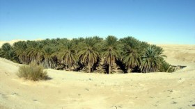 توقعات بمحصول ضعيف من التمور في الوادي