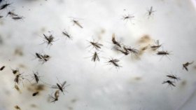 منظمة الصحة: القضاء على “زيكا” قد يتطلب بعوضا معدلا وراثيا