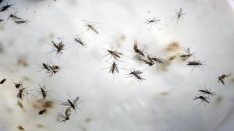 منظمة الصحة: القضاء على “زيكا” قد يتطلب بعوضا معدلا وراثيا