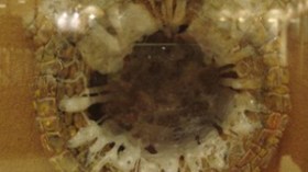 ” زمزم ”  كرامة  سيدنا  سيدنا إبراهيم التي شفت الأسقام وأبهرت بقدسيتها الأمم