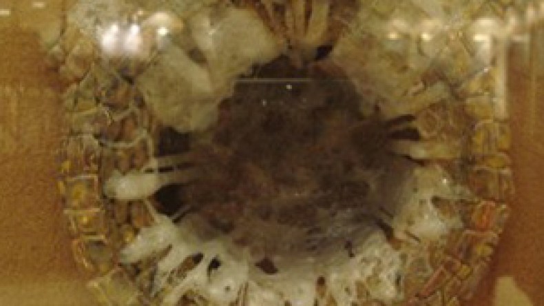 ” زمزم ”  كرامة  سيدنا  سيدنا إبراهيم التي شفت الأسقام وأبهرت بقدسيتها الأمم