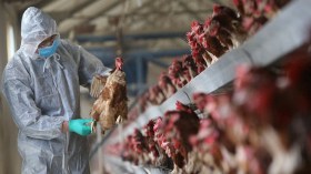 هكذا تم اكتشاف بؤرة انفلونزا الطيور بعين فكرون