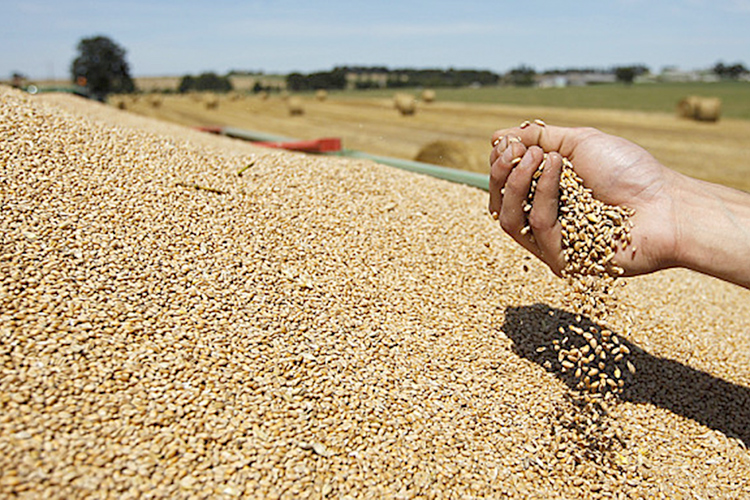 Céréales: l’Algérie produit la moitié de ce qu'elle consomme !