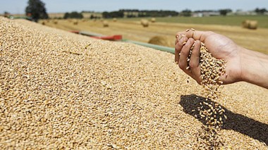 After the oil collapse, Algeria produces half of its consumption from wheat