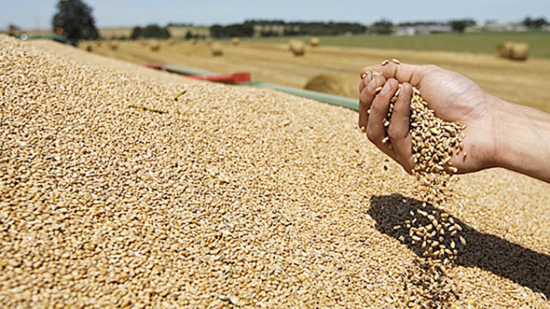 بعد خيبة البترول‭..‬‮ ‬الجزائر تنتج نصف ما تستهلكه من القمح‮!‬