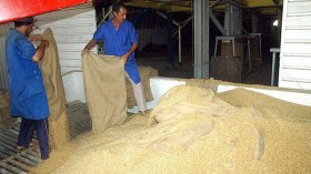 انخفاض فاتورة استيراد الحبوب بـ 28 % في  2016