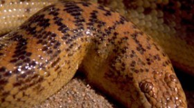 ثعبان “الاناكوندا” يُرعب الفلاحين في الشلف