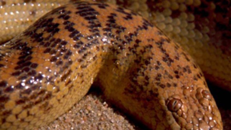 ثعبان “الاناكوندا” يُرعب الفلاحين في الشلف