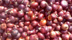 ندرة في منتوج البصل.. وفاتورة عزوف الفلاحين يدفعها الزوالية