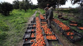 186 مليار دينار قيمة إنتاج الحمضيات في الجزائر خلال 2018