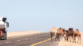 حتى الجمال لم تسلم من الإرهاب المروري في الجزائر