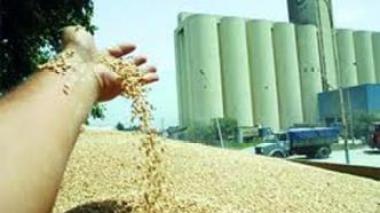 National Grains Office: “Reported disruptions in wheat production and distribution only transient”