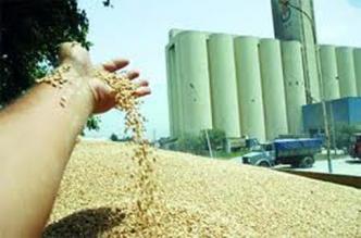 National Grains Office: “Reported disruptions in wheat production and distribution only transient”