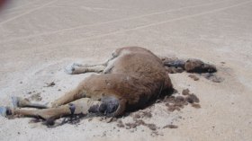 العثور على رؤوس نوق منحورة بطريقة غريبة بورڤلة