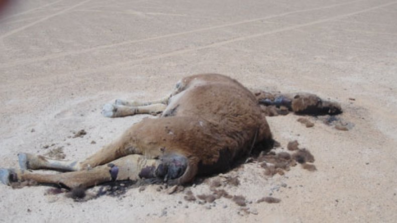 العثور على رؤوس نوق منحورة بطريقة غريبة بورڤلة