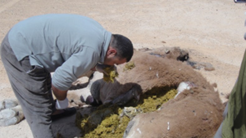 شركات بترولية متهمة بتسميم “عشرات النوق” بحاسي مسعود