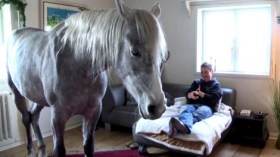 حصان عربي يعيش في منزل صاحبته بألمانيا