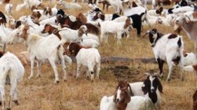 جزائريون يتزاحمون على “الماعز” وزوالية يكتفون بمشاهدة الكباش