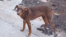 كلاب ضالة تفترس تلميذة بقسنطينة وتدخلها الإنعاش