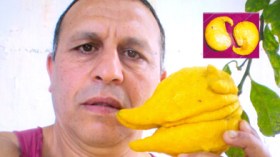 مواطن  من  الأبيار  يملك  شجرة  ليمون  غريبة