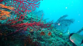 فروخي: فتح مجال استغلال الثروة المرجانية أمام الخواص قبل نهاية السنة