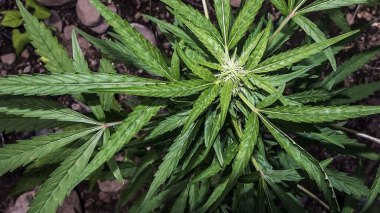 France: un baron du “cannabis marocain” interpellé