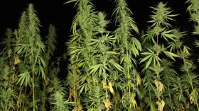 توقيف فلاح مغربي بتلمسان وبحوزته بذور القنب الهندي