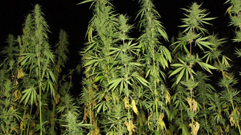 توقيف فلاح مغربي بتلمسان وبحوزته بذور القنب الهندي