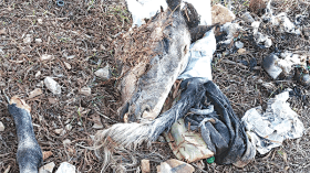 العثور على رؤوس حمير وأطرافها.. ومخاوف من تسويق لحومها