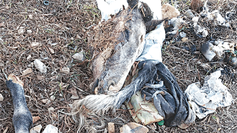 العثور على رؤوس حمير وأطرافها.. ومخاوف من تسويق لحومها