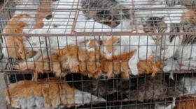 22 ألف مليار من السلع “المشبوهة” وملابس من فرو القطط والفئران