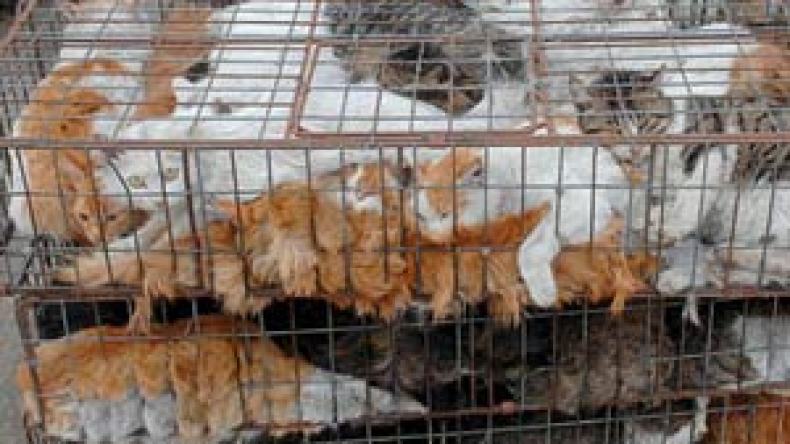 22 ألف مليار من السلع “المشبوهة” وملابس من فرو القطط والفئران