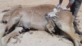 تسرب بترولي بإليزي يتسبب في تسمم الإبل