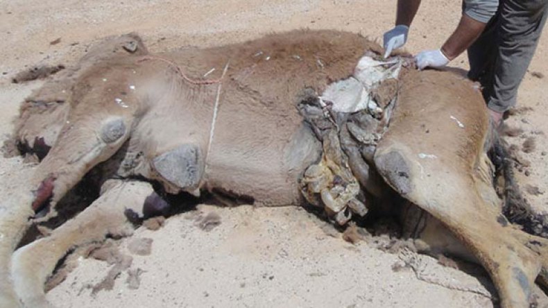 تسرب بترولي بإليزي يتسبب في تسمم الإبل