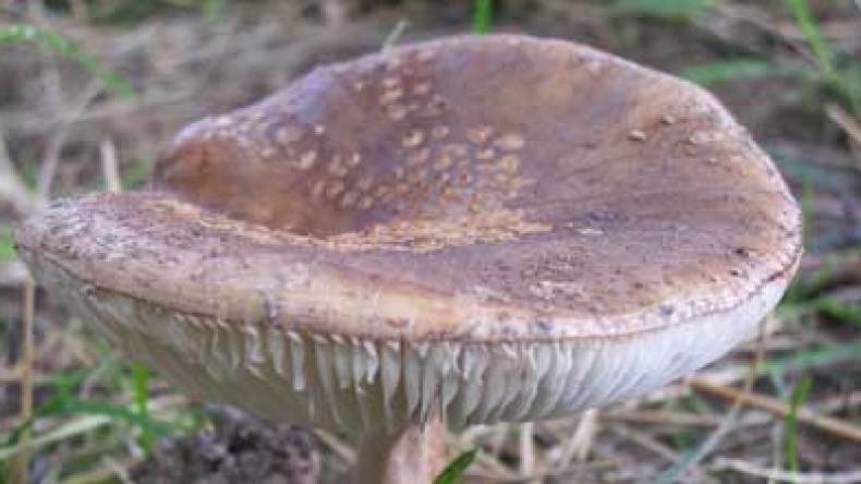 قتلى وعشرات المصابين بتسمم جراء تناول فطريات خطيرة