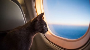 Un “chat” oblige un avion à atterrir en urgence