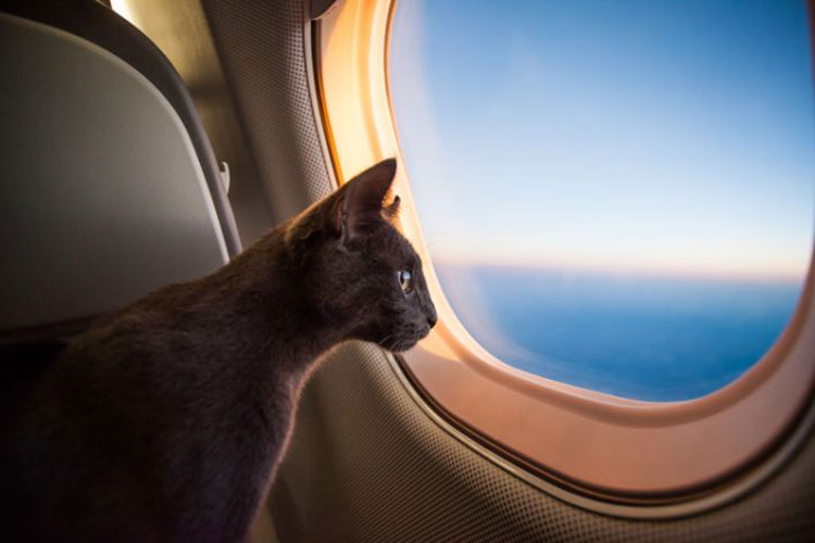 Un “chat” oblige un avion à atterrir en urgence