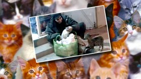 عمّي حبيب.. قصة شيخ  أعزب نذر حياته لخدمة القطط بمعسكر