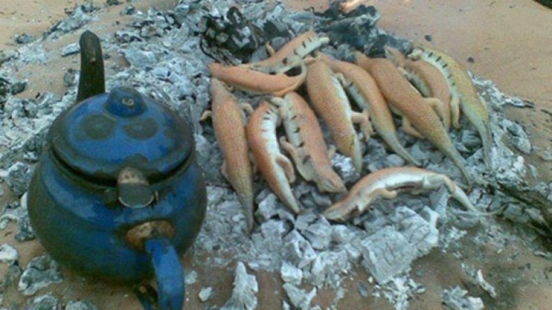 لحم الكلب وقاية من المرض.. قلب الذئب لكسب الذكاء والشرشمان فياغرا الرمال!